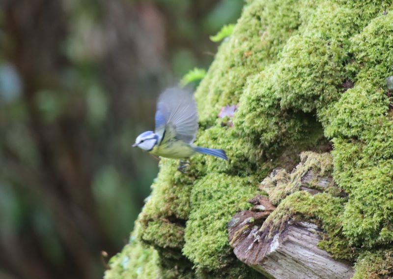 A Blue Tit taking flight
