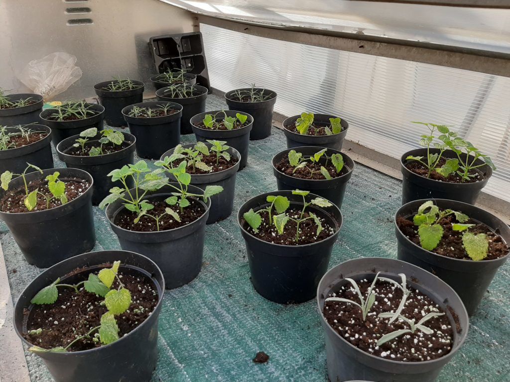 cuttings