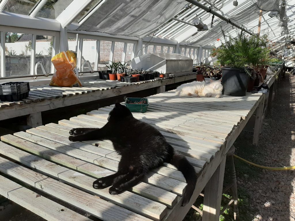 cats