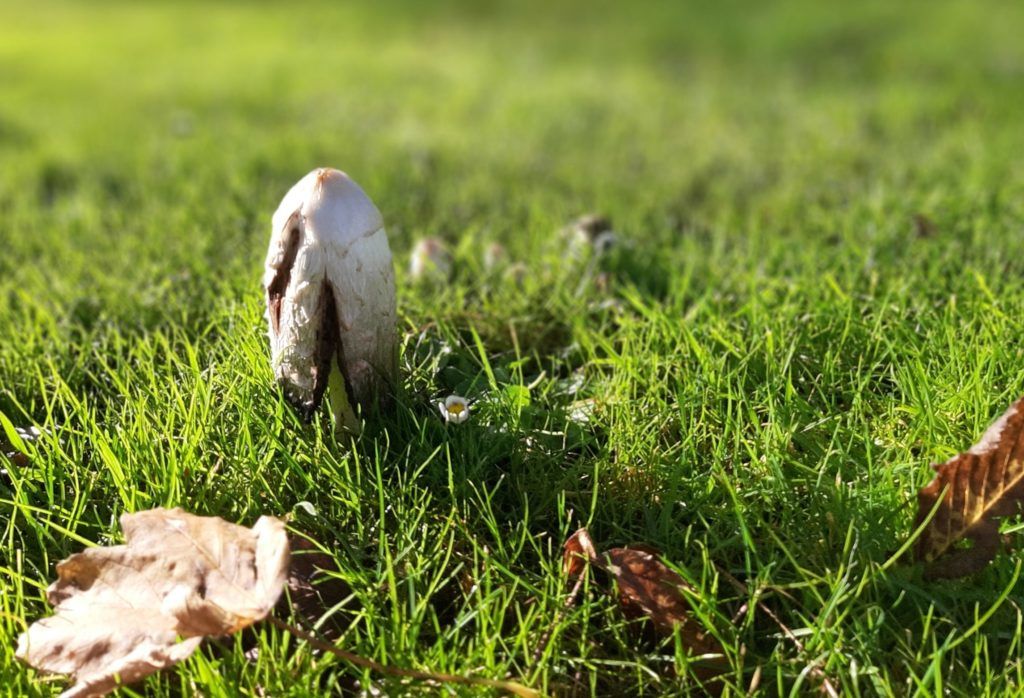 shaggy mane