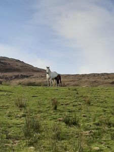foal