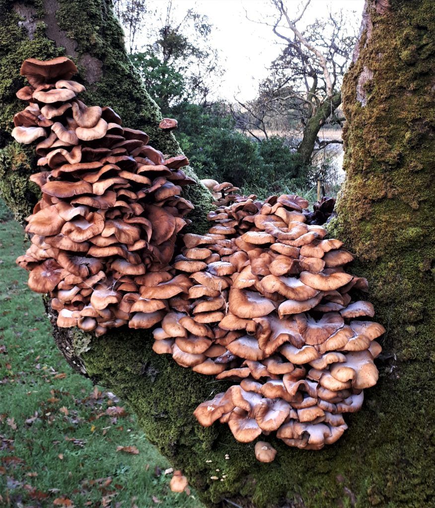 mushroom