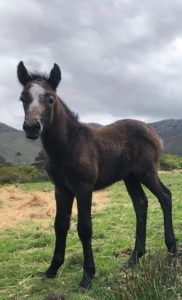 foal