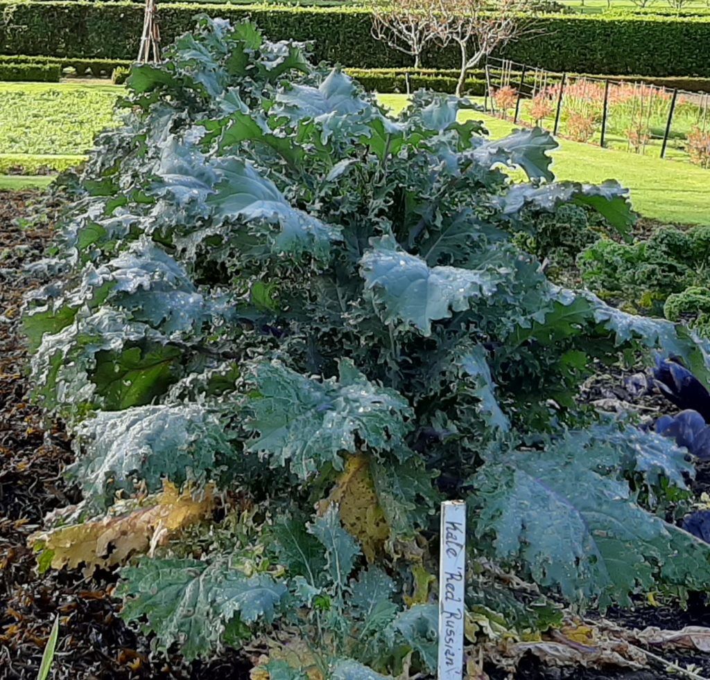 kale