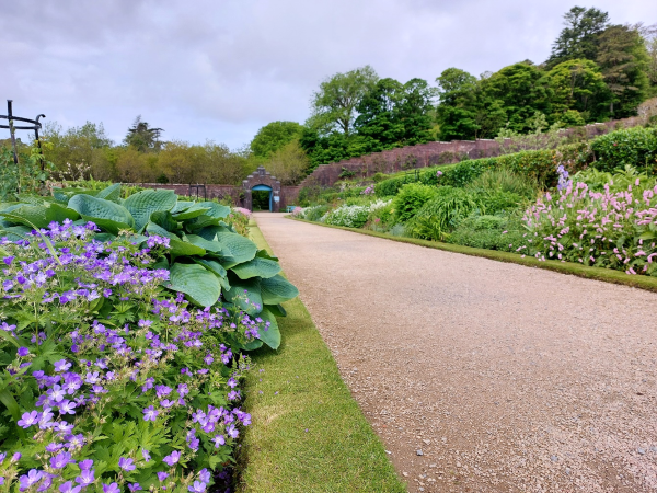 Picture 8 Our double Herbaceous Border beginning May.