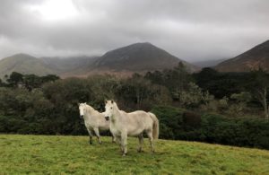 horse mountain