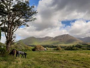 horse field