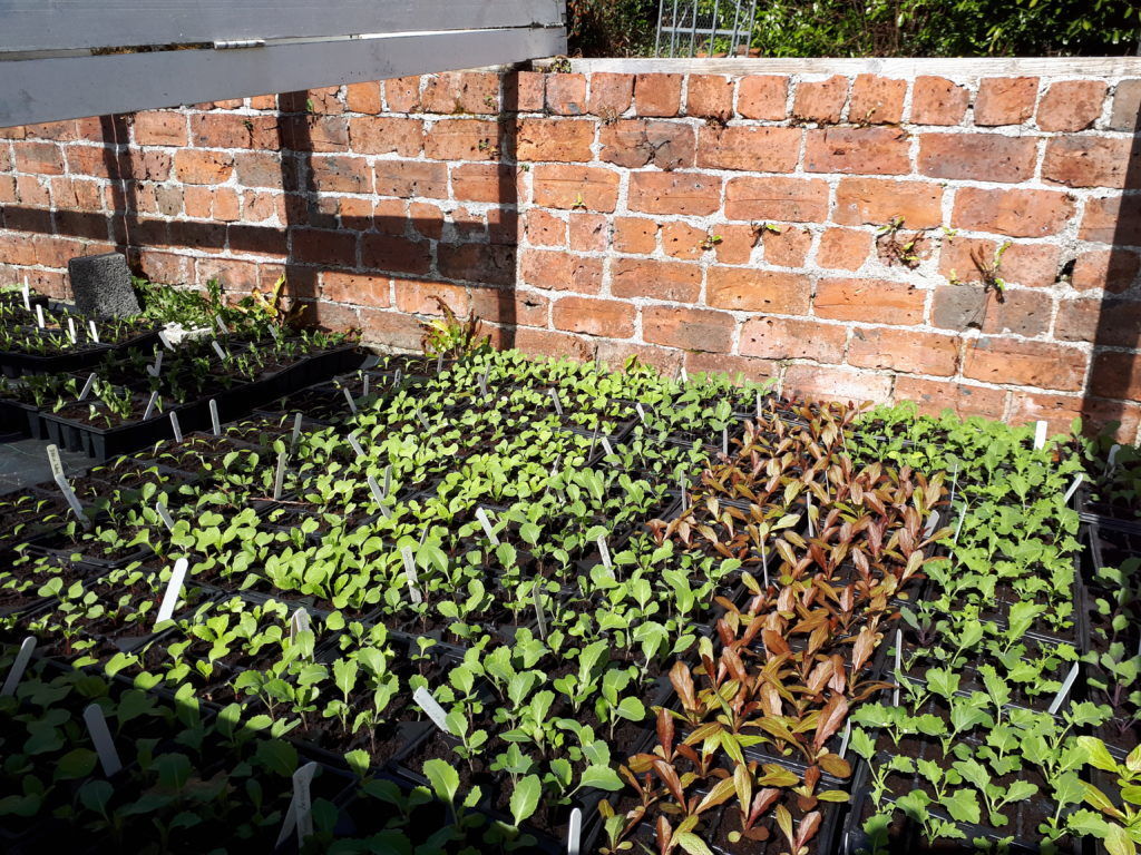 plants